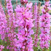 Lythrum virgatum 'Dropmore Purple'
